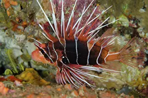 Spine: Clearfin Lionfish