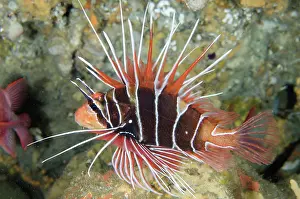 Spine: Clearfin Lionfish