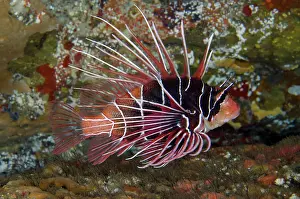 Spine: Clearfin Lionfish - Biaha dive site, Candidasa