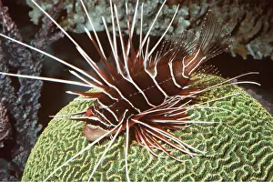 Stripes: CLEARFIN LIONFISH - ON CORAL