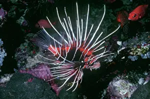 Turkeyfish: Clearfin Turkeyfish