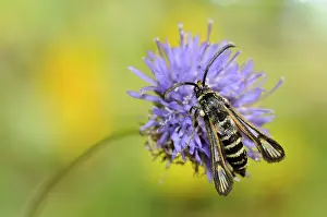 Gather: Clearwing (Bembecia albanensis) male on flower