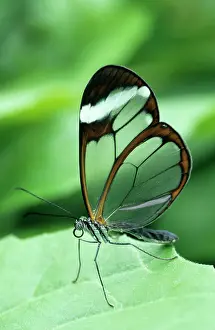 Clearwing: Clearwing BUTTERFLY