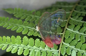 Nymphalid: Clearwing Butterfly