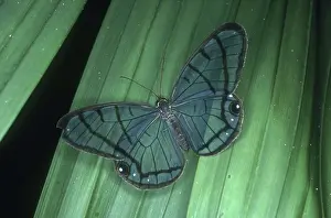 Nymphalid: Clearwing Butterfly