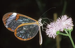 Cost: Clearwing butterfly