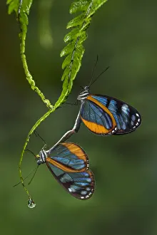 Risaralda: Clearwing butterfly / Glasswing (Oleria amalda)