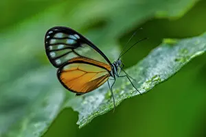 Reserva: Clearwing butterfly, Rio Claro Reserve, Reserva
