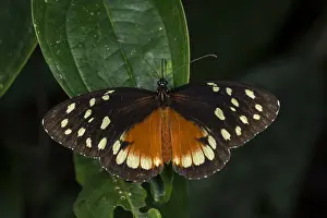 Risaralda: Clearwing butterfly (Tithorea tarricina) Ithomiini