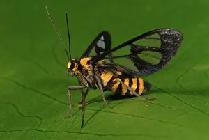 Mimics: Clearwing Moth