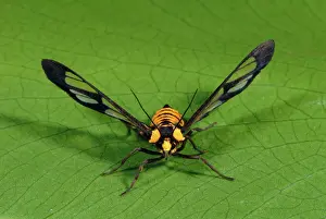 Mimics: Clearwing Moth