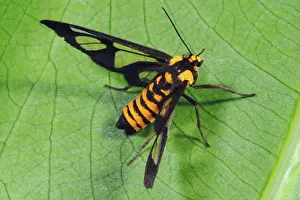 Mimics: Clearwing Moth