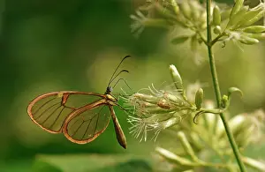 051218: Clearwing, Tropical butterfly (Hypoleria lavinia)