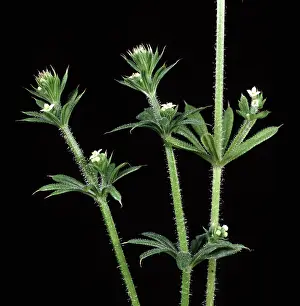 Cleavers: Cleavers in flower