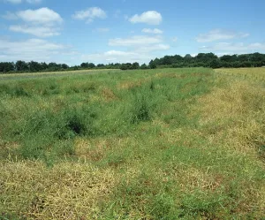 Ripening: Cleavers (Galium aparine) oilseed rape crop