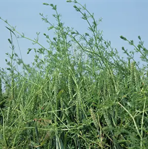Competition: Cleavers (Galium aparine) in Wheat crop