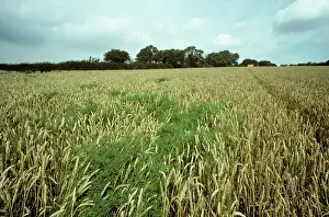 Seeding: Cleavers in a ripe wheat crop