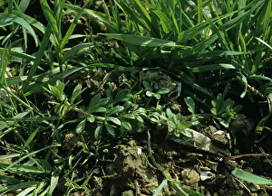 Cleavers: Cleavers in young wheat crop