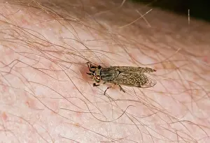 Dipteran: Cleg / Cleg-fly (a small horsefly) - on human skin