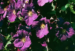 Superba: Clematis