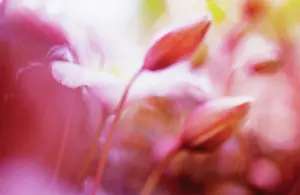 Elizabeth: Clematis