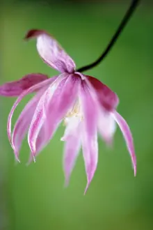 Willy: Clematis