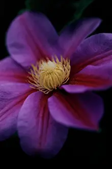 Worcester: Clematis