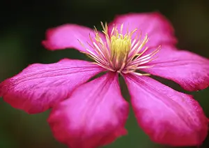 Lyon: Clematis