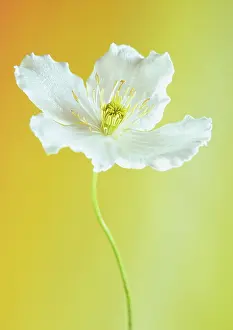 Grandiflora: Clematis