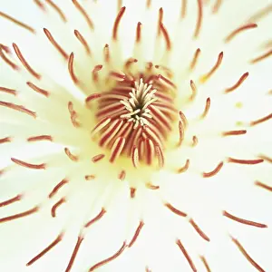 Henry: Clematis