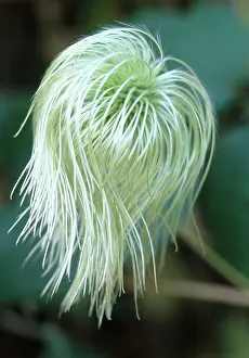 Comedy: Clematis