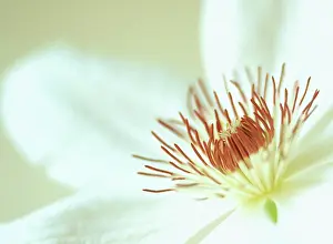 Henry: Clematis