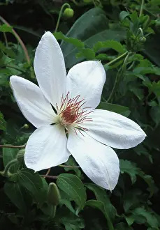 Henry: Clematis