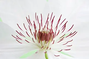 Henry: Clematis