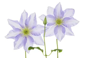 Strengthen: Clematis