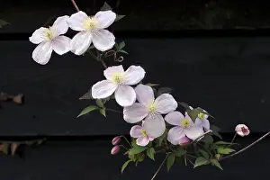 Elizabeth: Clematis