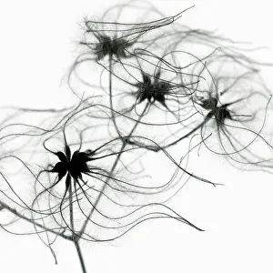 Beard: Clematis