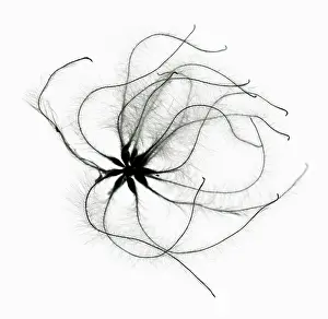 Beard: Clematis