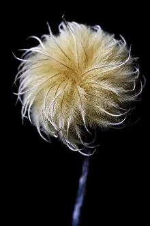 Feathery: Clematis