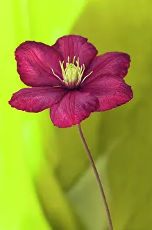 Lyon: Clematis