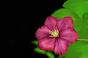 Lyon: Clematis