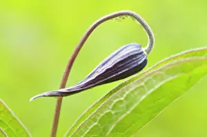 Unhappy: Clematis