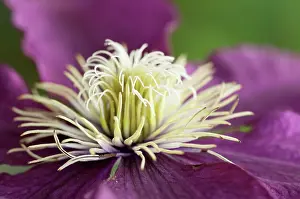 Niobe: Clematis