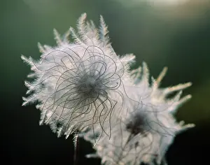Beard: Clematis