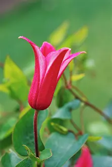 Princess: Clematis