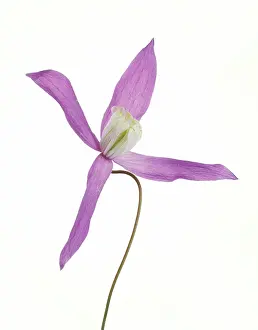 Integrifolia: Clematis