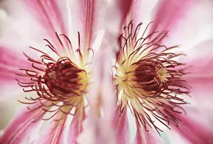 Combined: Clematis