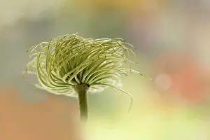 Tendril: Clematis
