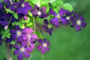 Clematis: Clematis