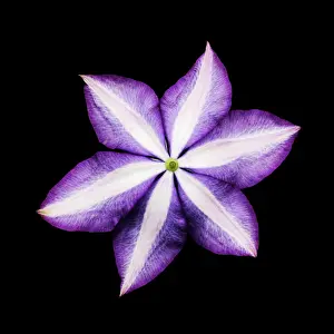 President: Clematis